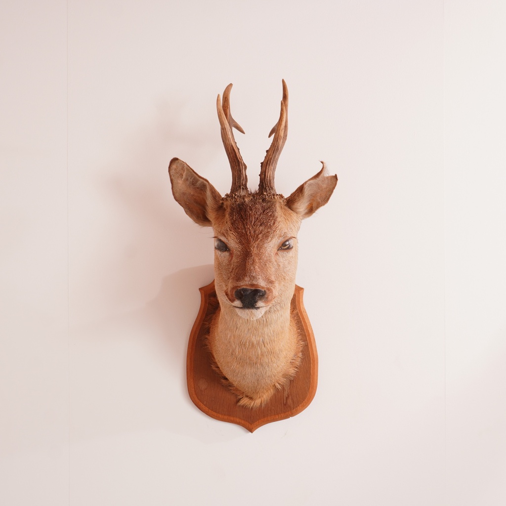 Trophée de chasse "chevreuil"