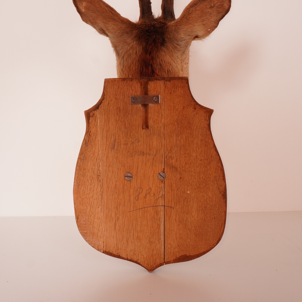 Trophée de chasse "chevreuil"