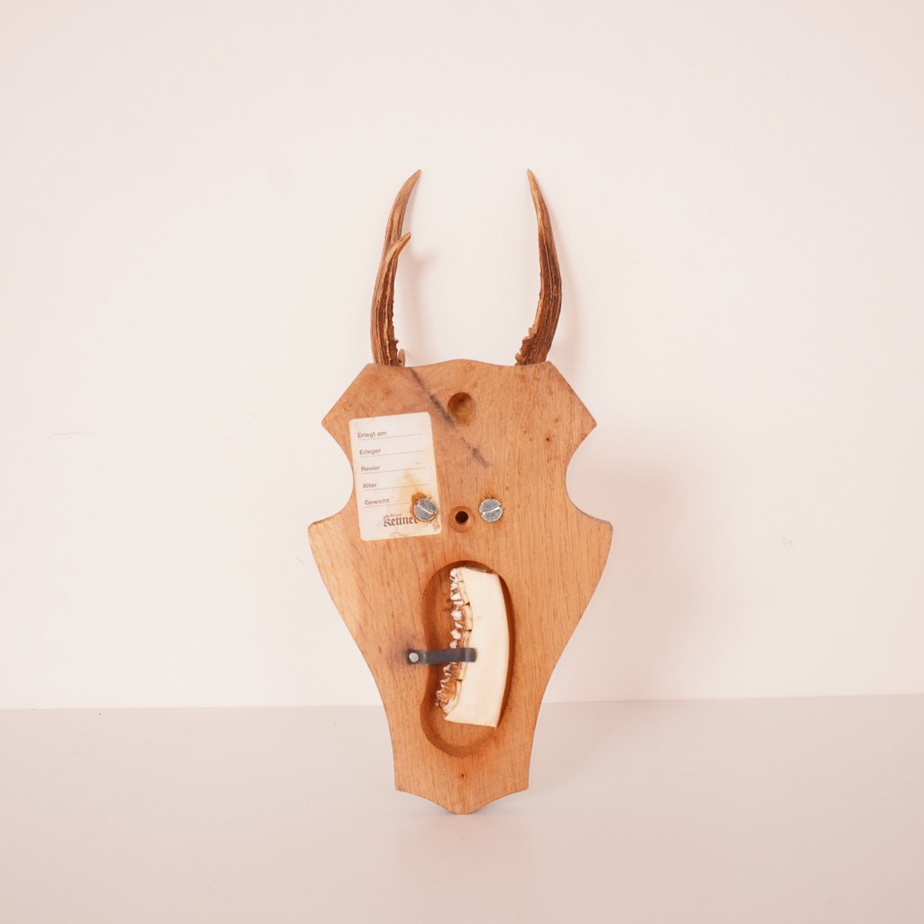 Trophée de chasse "chevreuil"