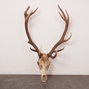 Trophée de chasse "Cerf"