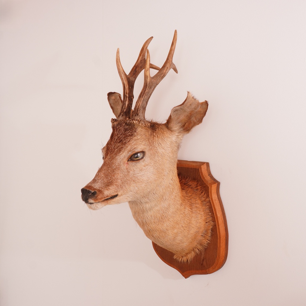 Trophée de chasse "chevreuil"