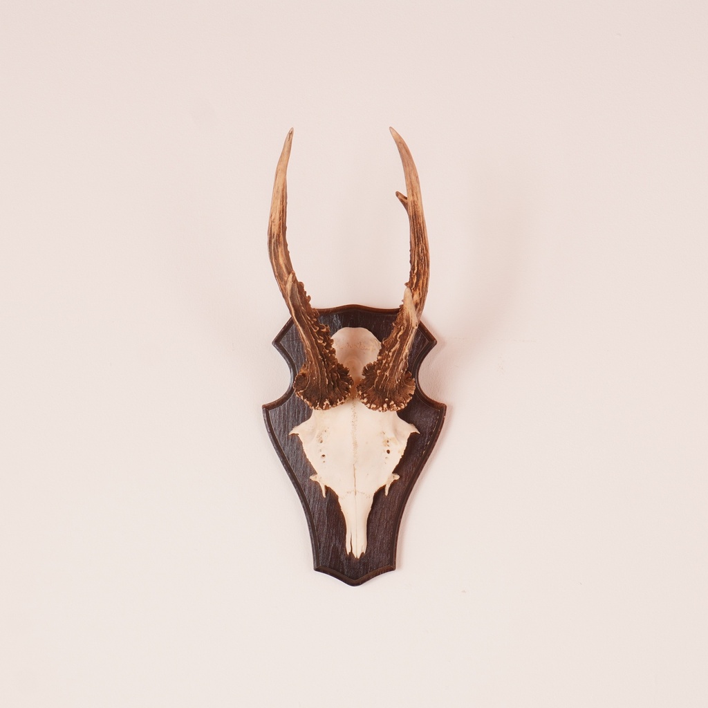 Trophée de chasse "chevreuil"