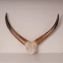 Cornes de bœuf/watusis