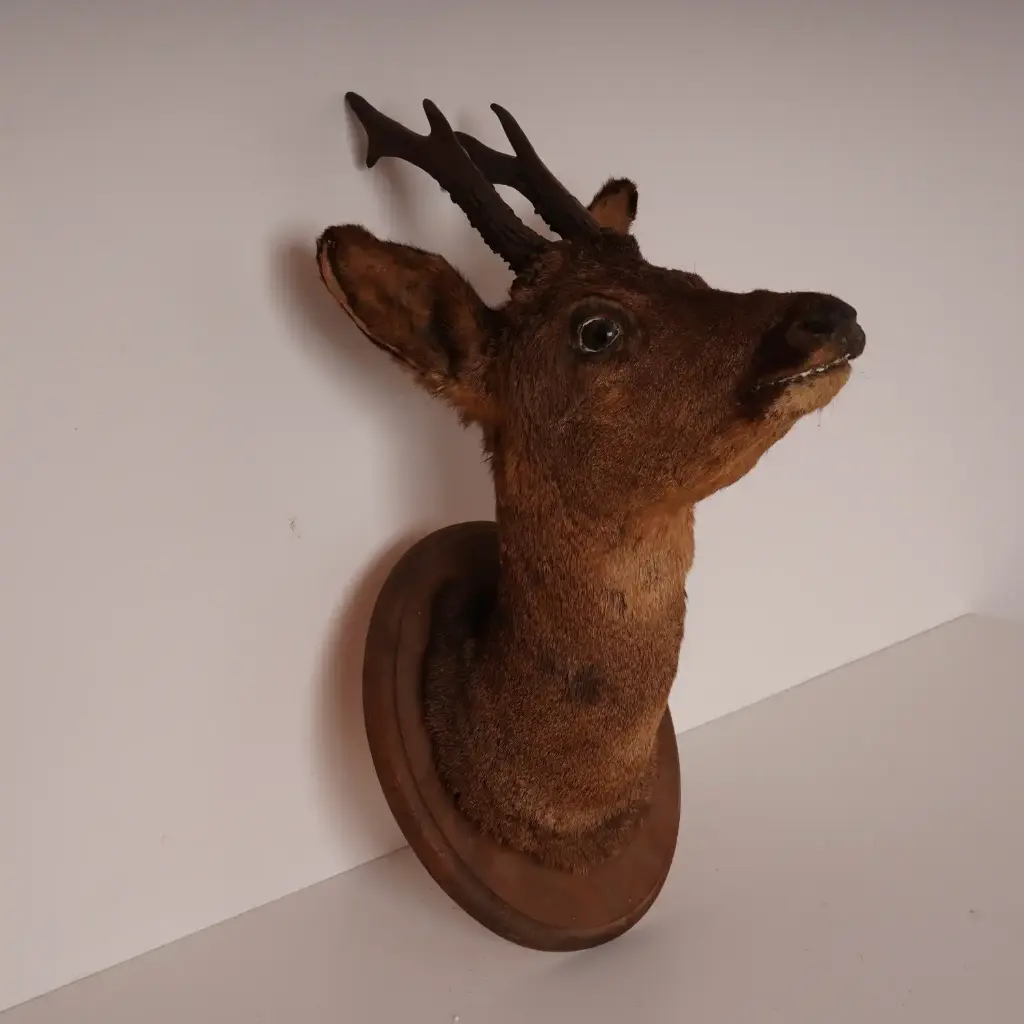 Tête de chevreuil naturalisée