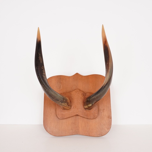 [SU0655] Paire de cornes sur socle bois