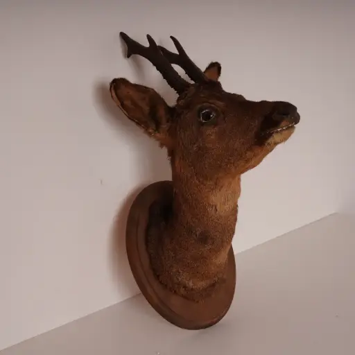 [SU2869] Tête de chevreuil naturalisée